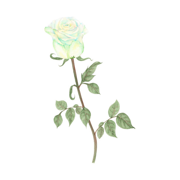玫瑰插图水彩画。白色背景上的花。水彩手绘植物插图的一朵花。图片下载