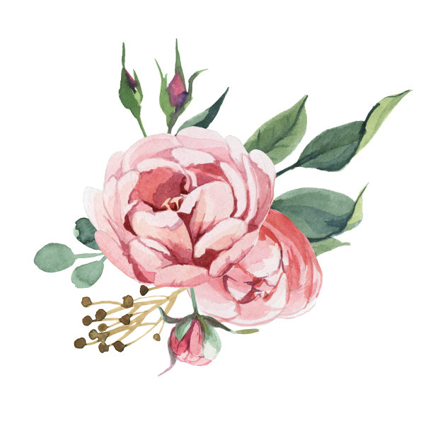 玫瑰插画素材ID：329374968