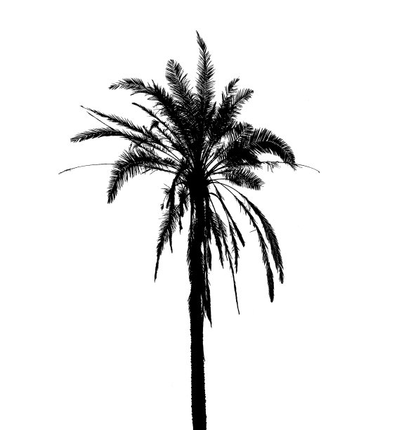 白色背景上孤立的椰子树剪影图片下载