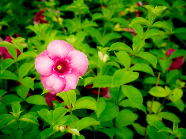 紫色的阿拉曼达花盛开图片下载