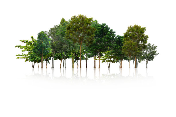 树孤立的白色背景图片下载