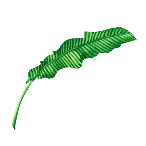 水彩画绿色，芭蕉叶无缝图案在白色背景上。水彩手绘插图棕榈，芭蕉叶，树热带异国情调的叶子为壁纸复古夏威夷风格图案图片下载