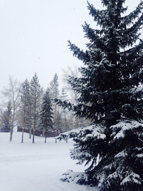 白色的冬天的树图片下载