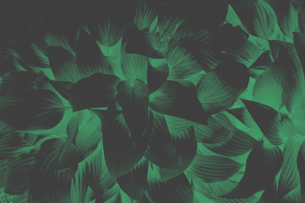 深绿色霓虹灯照亮自然热带背景，色调形象图片下载