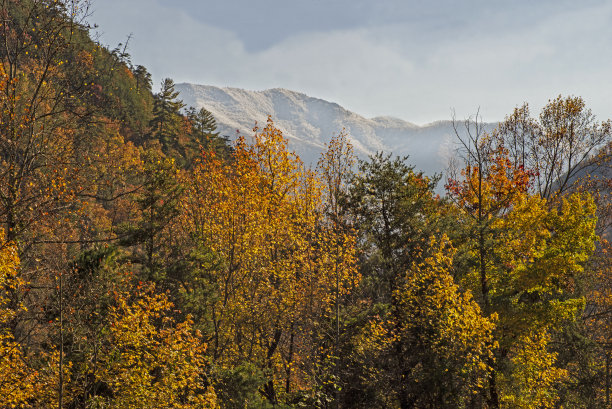 树林图片素材ID：329417376