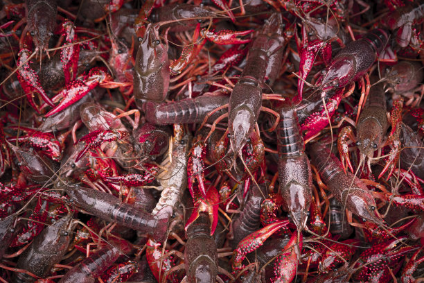 待煮的小龙虾图片下载