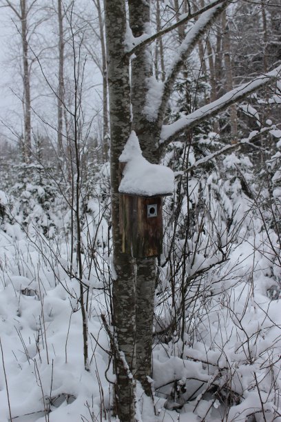 树上的鸟窝图片下载