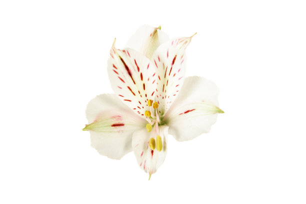 白色的紫花花在白色的背景。图片下载