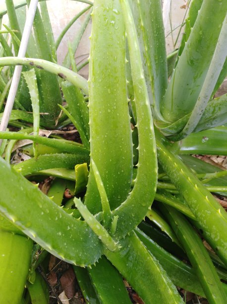 新鲜美丽的芦荟图片下载