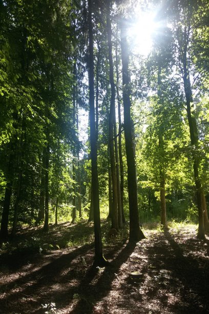 森林里美丽的阳光图片下载