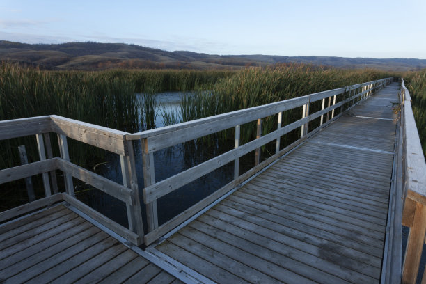 水牛庞德省公园尼科尔平原自然区加拿大萨斯喀彻温省图片下载