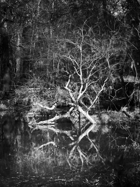 在林地中反射水面上的树图片下载