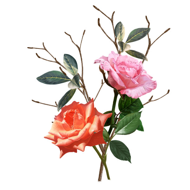 花,自然,植物,艺术,设计,树,图,美丽,玫瑰花图片下载