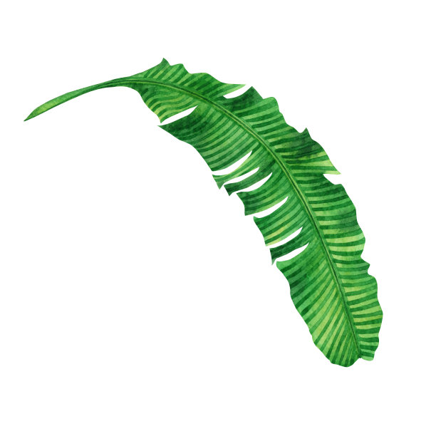 水彩画上的绿叶孤立在白色背景上。水彩手绘插图棕榈，芭蕉叶热带异国树叶为壁纸复古夏威夷风格图案。与剪切路径图片下载