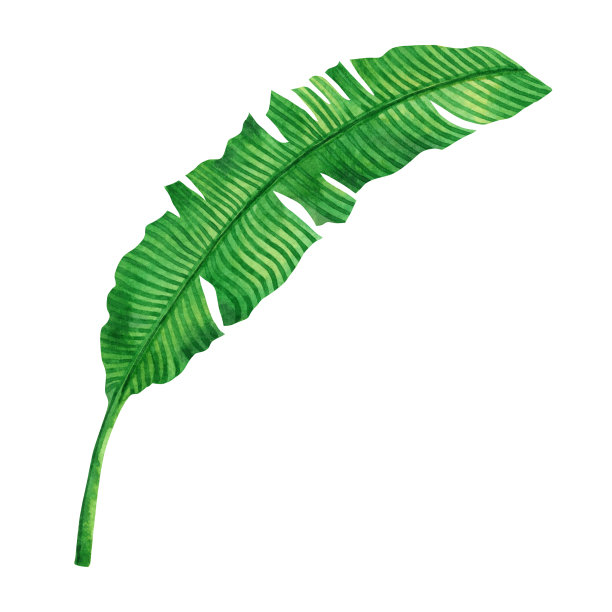 水彩画上的绿叶孤立在白色背景上。水彩手绘插图棕榈，芭蕉叶热带异国树叶为壁纸复古夏威夷风格图案。与剪切路径图片下载