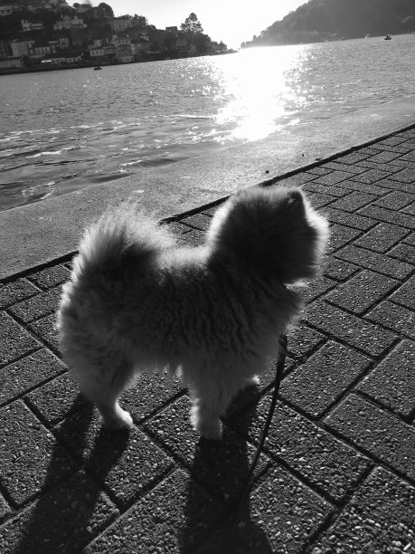 清晨的阳光。图片下载