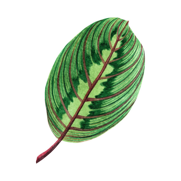水彩画绿叶，棕叶孤立在白色的背景上。水彩手绘插图热带，阿罗哈异国树叶为墙纸复古夏威夷风格图案。与剪切路径图片下载
