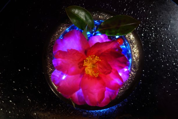 杰克尔 2图片下载