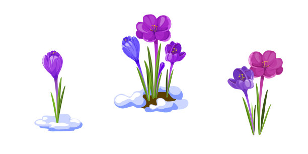 番红花插图。初春花孤立在白色背景上。图片下载