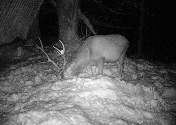 森林里有马鹿图片下载