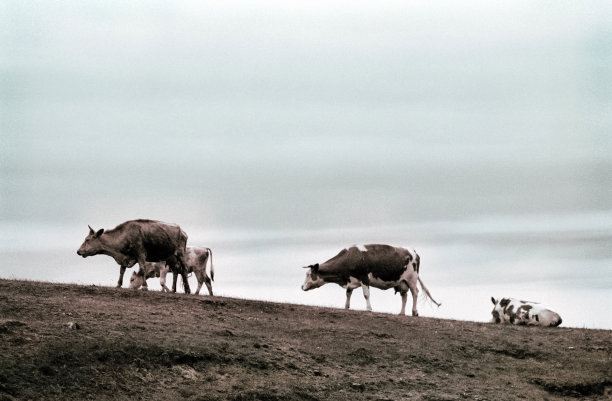 牛穿过牧场图片下载