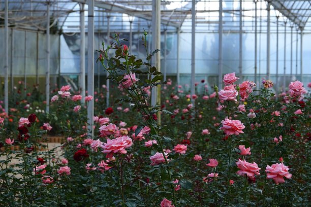 大叻的塑料温室里，玫瑰盛开图片下载