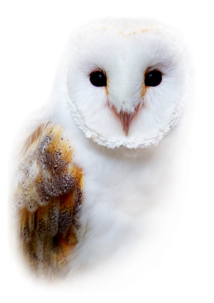 精品枭图片下载