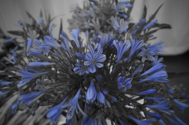 一束灰蓝色的花图片下载