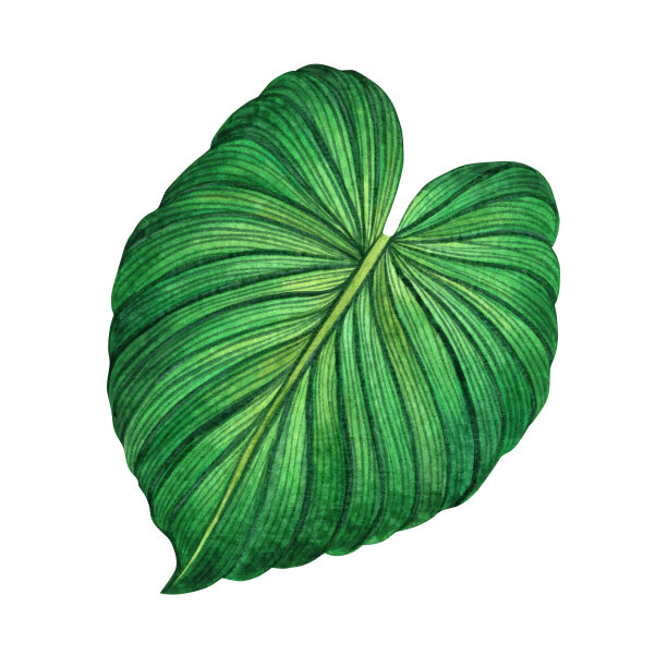 水彩画绿叶，棕叶孤立在白色的背景上。水彩手绘插图热带，阿罗哈异国树叶为墙纸树，丛林，夏威夷风格图案。剪切路径。图片下载