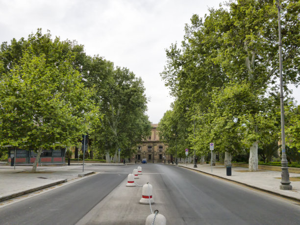 巴勒莫大街上的树。图片下载