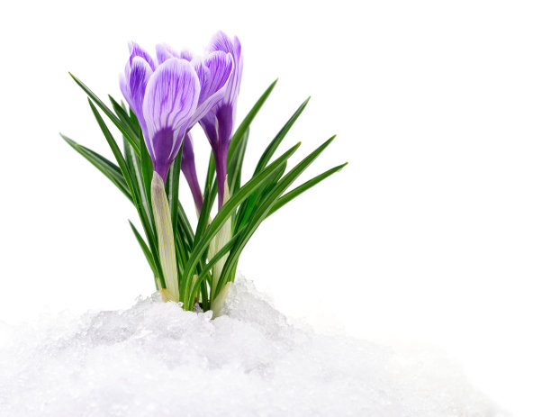 番红花和雪。图片下载