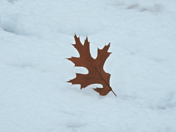 铅在雪地上图片下载