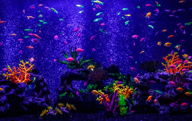 美丽的鱼会发光图片下载