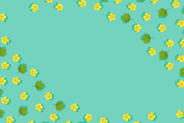 黄色的野花毛茛属植物。图片下载