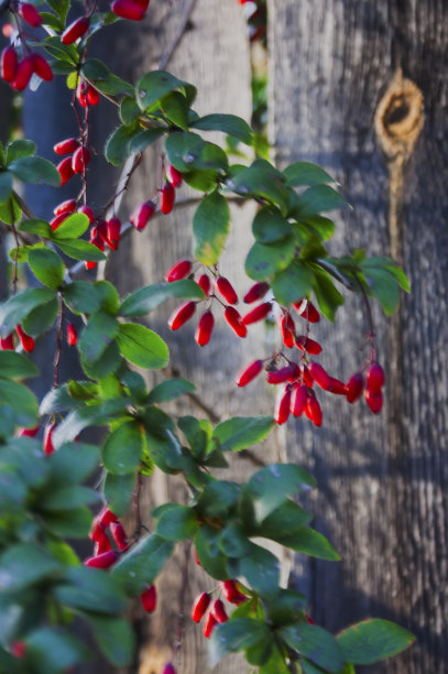 在旧木栅栏的背景上，一根长着山茱萸果实的树枝图片下载