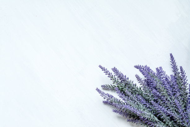 淡紫色的树枝特写在白色的复古背景与油漆污点与文字空间。图片下载