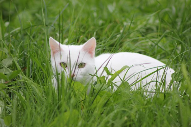 白色的猫看起来图片下载