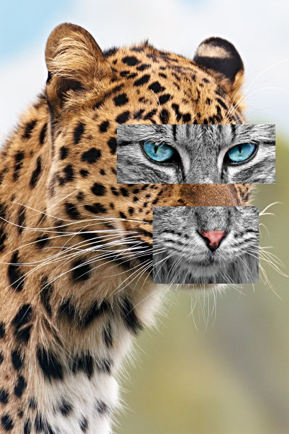 长着猫的眼睛和鼻子的豹子。图片下载