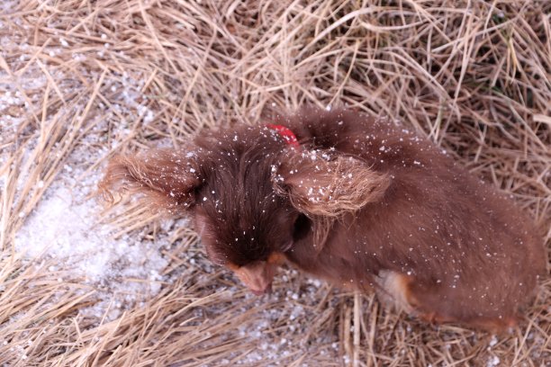 雪地里的俄罗斯玩具梗图片下载