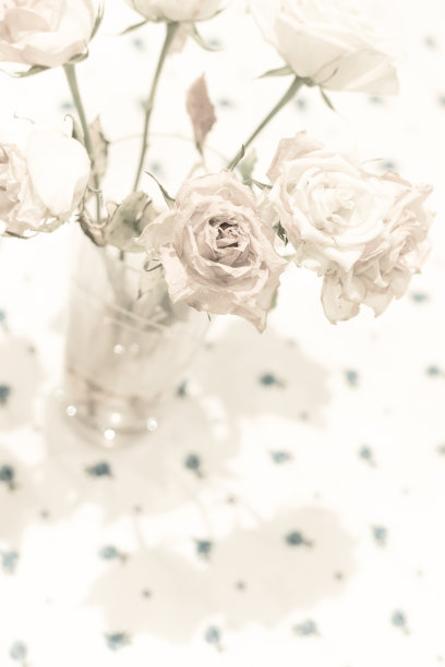 花瓶里有枯萎的白玫瑰，桌布上有它们的影子图片下载