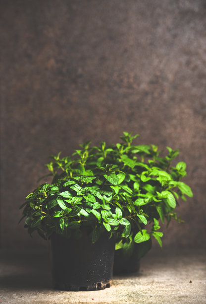 在水泥桌上的花盆里种植新鲜的薄荷，拷贝空间图片下载