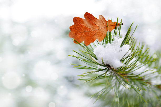 松树枝叶上的橡树叶。图片下载