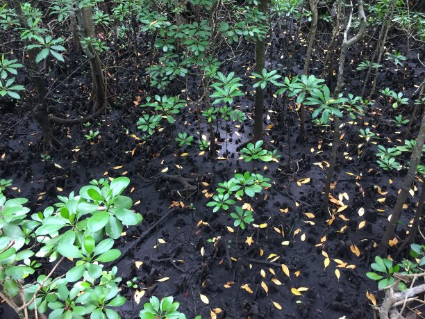 红树林桑给巴尔图片下载