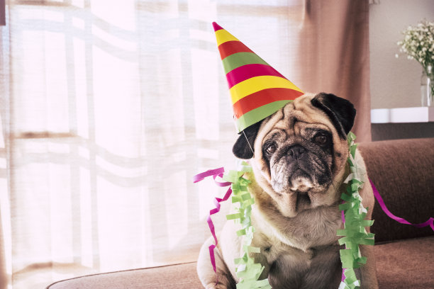 嘉年华庆典或生日纪念日特别搞笑老狗哈巴狗与派对帽和悲伤严肃搞笑表情-室内活动活动的家庭小狗图片下载