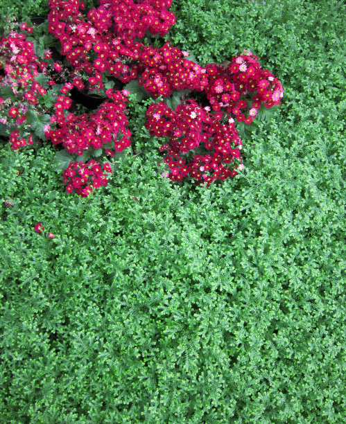 常青树上的紫色花朵图片下载