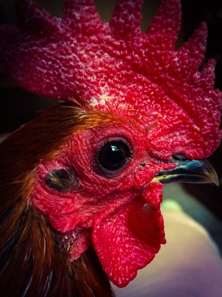 公鸡短小精悍的头像图片下载