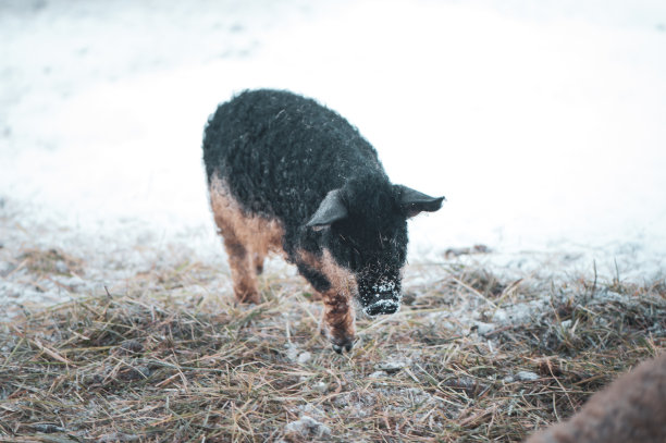 可爱的家养猪、黑芒格丽卡猪的画像图片下载