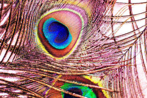 多彩而艺术的孔雀羽毛。发光的孔雀羽毛排列的微距照片。图片下载