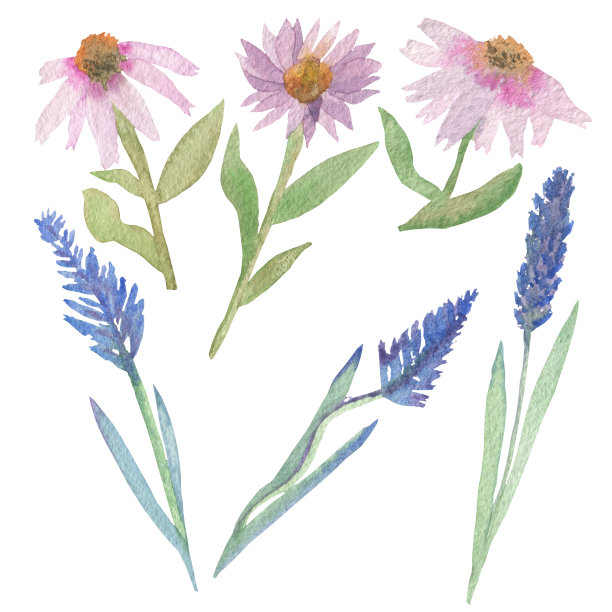水彩画手组成，紫锥菊和薰衣草紫图片下载