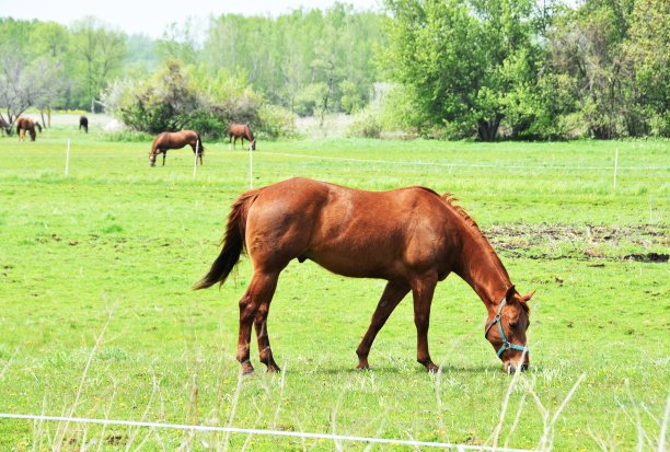 布朗马吃草图片下载